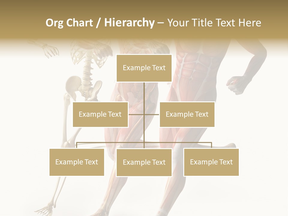 Flesh Anatomic Nature PowerPoint Template