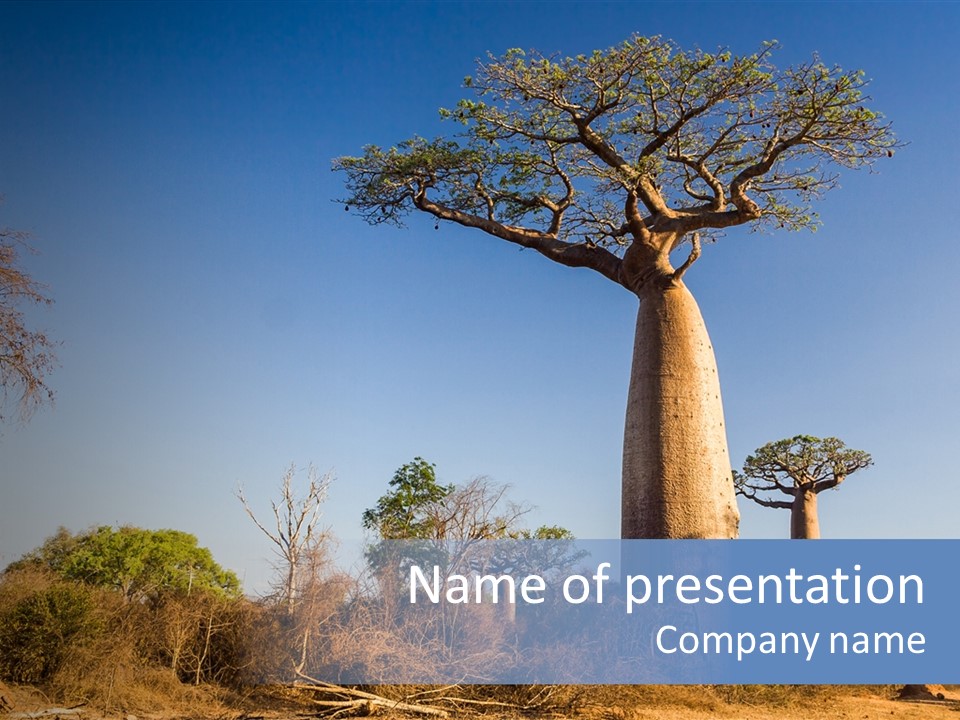 Wild Savanna Safari PowerPoint Template