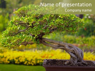 Botany Houseplant Garden PowerPoint Template