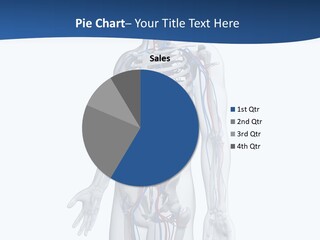 Vein Anatomy Science PowerPoint Template