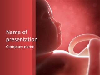 Baby Trimester Embryogenesis PowerPoint Template