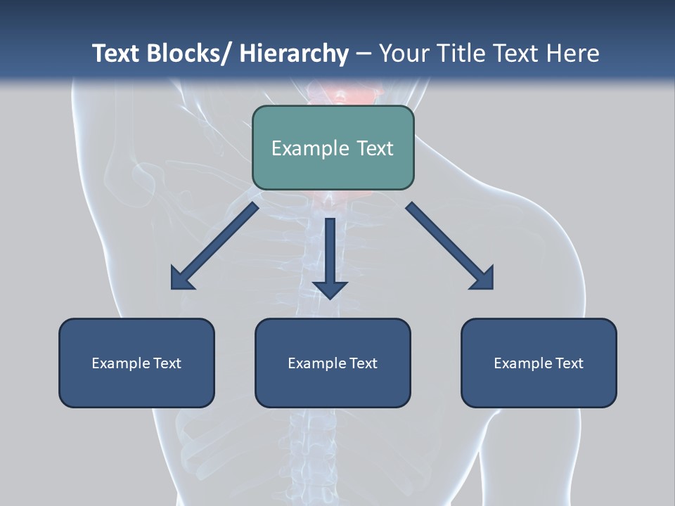 Examination Vertebra Backbone PowerPoint Template