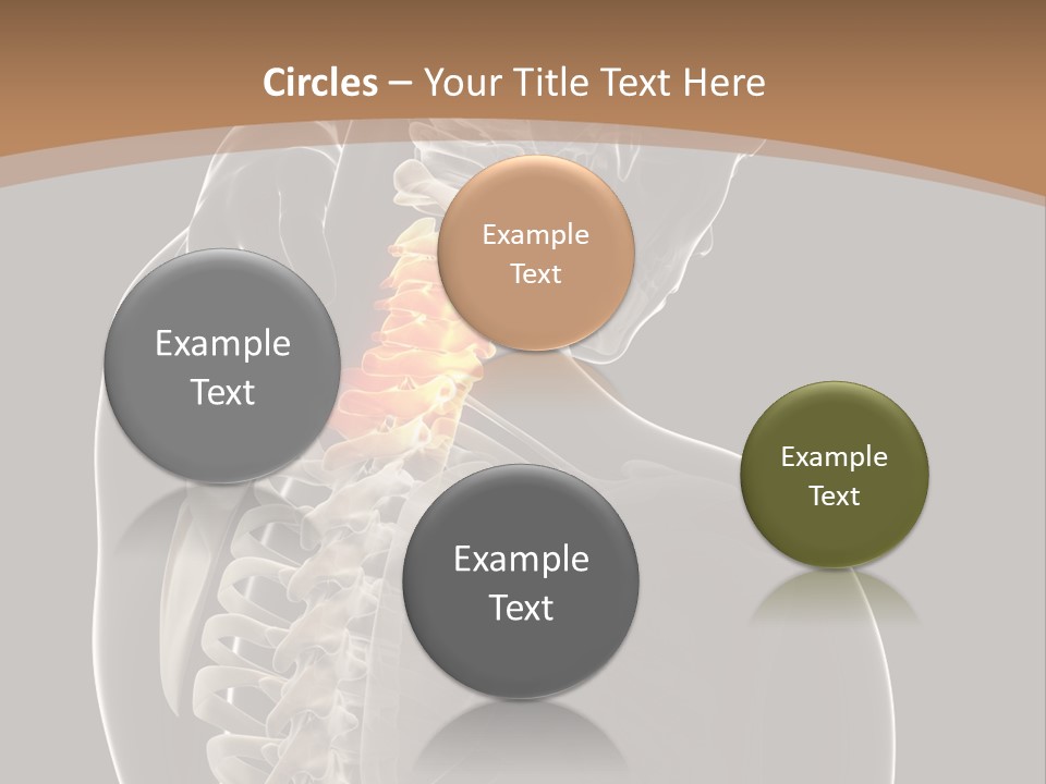 Joint Spinal Biology PowerPoint Template