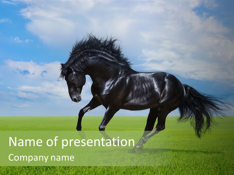 Stallion Livestock Outdoor PowerPoint Template