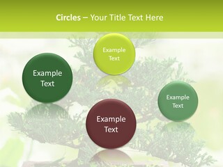 Oriental Colour Japan PowerPoint Template