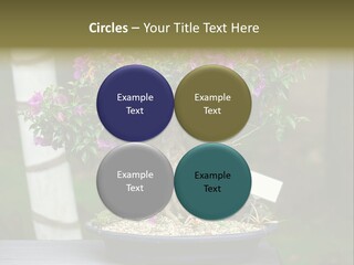 Bonsai Leaf Plant PowerPoint Template