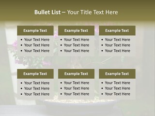 Bonsai Leaf Plant PowerPoint Template