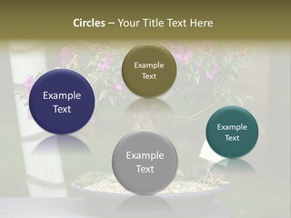 Bonsai Leaf Plant PowerPoint Template