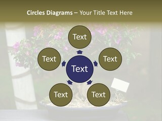 Bonsai Leaf Plant PowerPoint Template