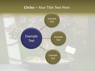 Bonsai Leaf Plant PowerPoint Template