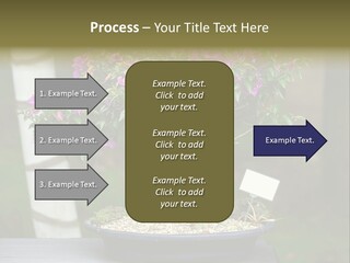 Bonsai Leaf Plant PowerPoint Template