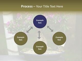 Bonsai Leaf Plant PowerPoint Template