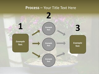 Bonsai Leaf Plant PowerPoint Template