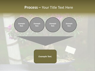 Bonsai Leaf Plant PowerPoint Template