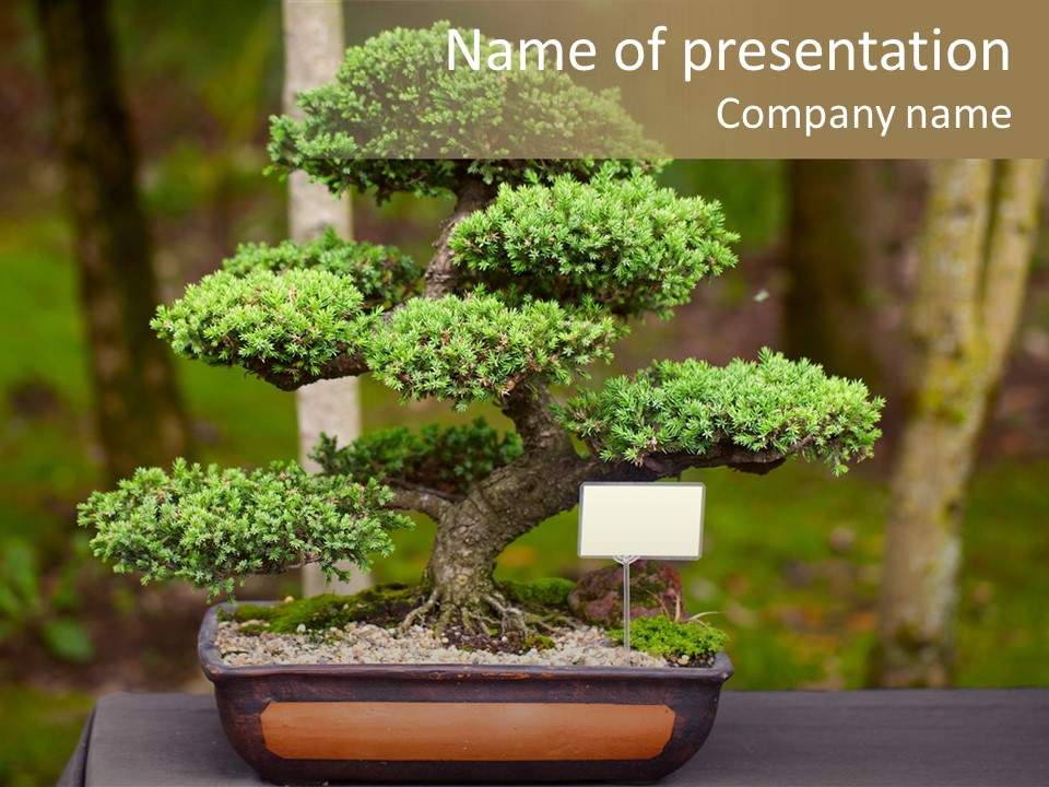 Detail Trunk Evergreen PowerPoint Template