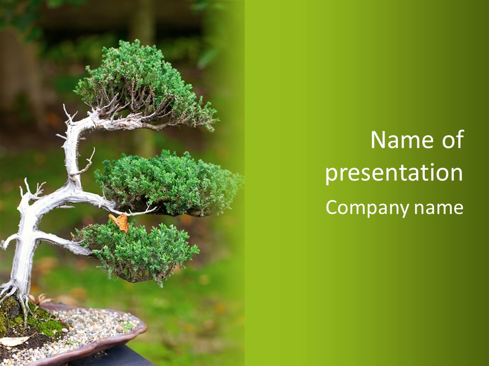 Beautiful Juniper Bonsai In A Garden PowerPoint Template
