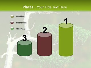 Beautiful Juniper Bonsai In A Garden PowerPoint Template