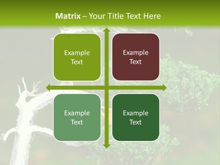 Beautiful Juniper Bonsai In A Garden PowerPoint Template