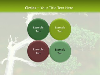 Beautiful Juniper Bonsai In A Garden PowerPoint Template