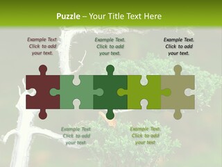 Beautiful Juniper Bonsai In A Garden PowerPoint Template