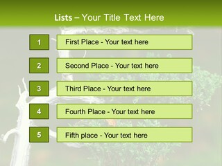 Beautiful Juniper Bonsai In A Garden PowerPoint Template