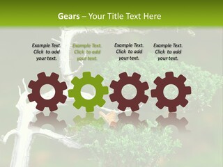 Beautiful Juniper Bonsai In A Garden PowerPoint Template