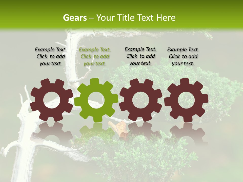 Beautiful Juniper Bonsai In A Garden PowerPoint Template