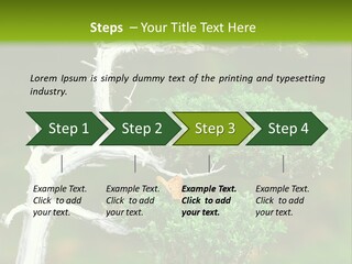 Beautiful Juniper Bonsai In A Garden PowerPoint Template