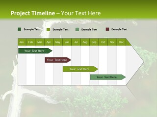 Beautiful Juniper Bonsai In A Garden PowerPoint Template