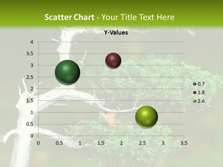 Beautiful Juniper Bonsai In A Garden PowerPoint Template