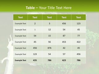 Beautiful Juniper Bonsai In A Garden PowerPoint Template