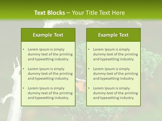 Beautiful Juniper Bonsai In A Garden PowerPoint Template