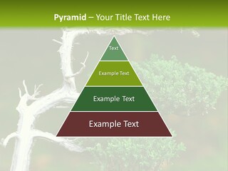 Beautiful Juniper Bonsai In A Garden PowerPoint Template