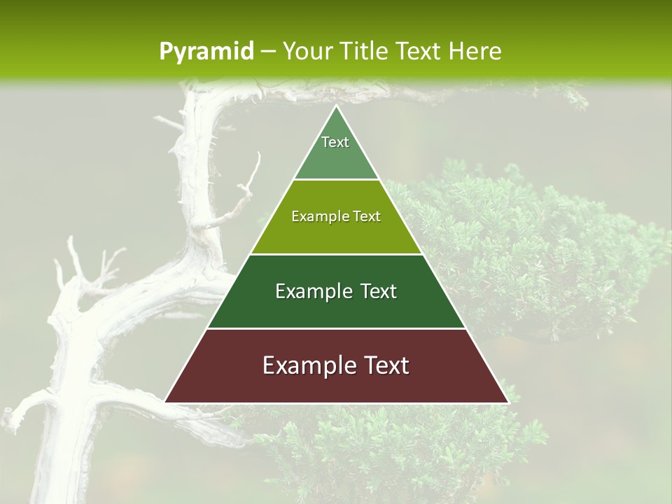 Beautiful Juniper Bonsai In A Garden PowerPoint Template