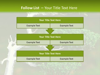 Beautiful Juniper Bonsai In A Garden PowerPoint Template