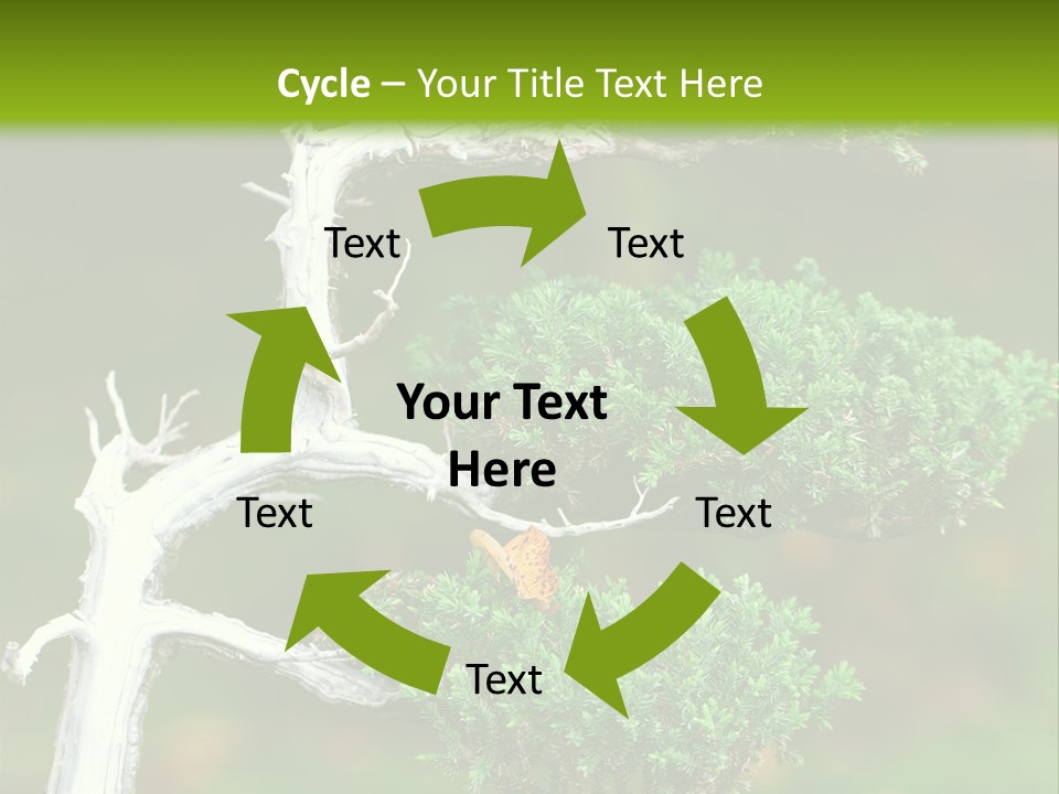 Beautiful Juniper Bonsai In A Garden PowerPoint Template