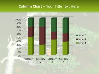 Beautiful Juniper Bonsai In A Garden PowerPoint Template