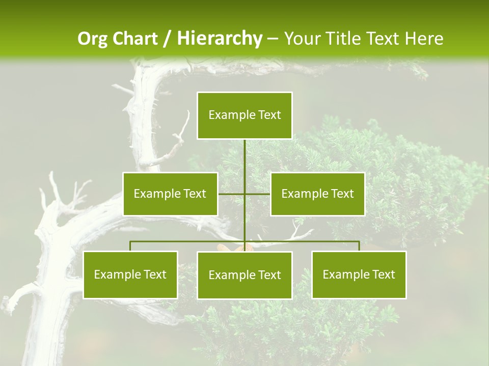 Beautiful Juniper Bonsai In A Garden PowerPoint Template
