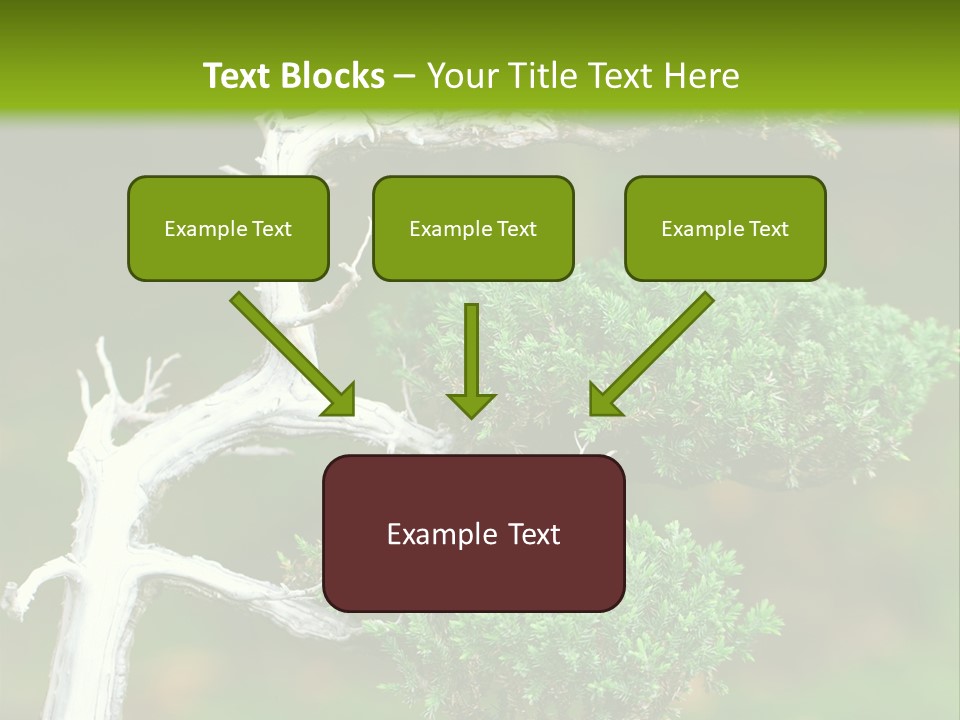 Beautiful Juniper Bonsai In A Garden PowerPoint Template