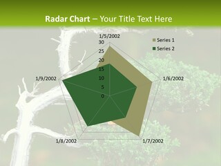 Beautiful Juniper Bonsai In A Garden PowerPoint Template