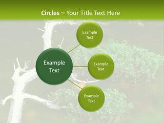 Beautiful Juniper Bonsai In A Garden PowerPoint Template