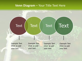 Beautiful Juniper Bonsai In A Garden PowerPoint Template