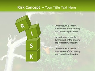 Beautiful Juniper Bonsai In A Garden PowerPoint Template