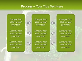 Beautiful Juniper Bonsai In A Garden PowerPoint Template