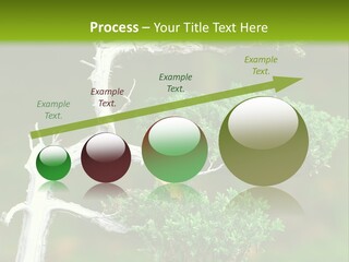 Beautiful Juniper Bonsai In A Garden PowerPoint Template