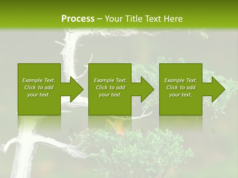 Beautiful Juniper Bonsai In A Garden PowerPoint Template