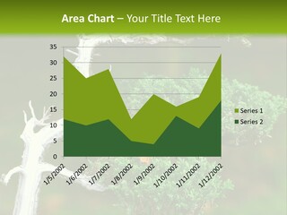 Beautiful Juniper Bonsai In A Garden PowerPoint Template