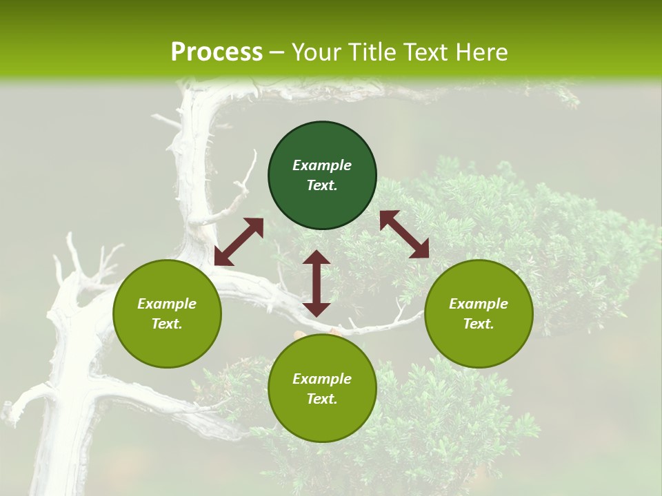 Beautiful Juniper Bonsai In A Garden PowerPoint Template