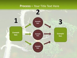 Beautiful Juniper Bonsai In A Garden PowerPoint Template