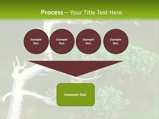 Beautiful Juniper Bonsai In A Garden PowerPoint Template